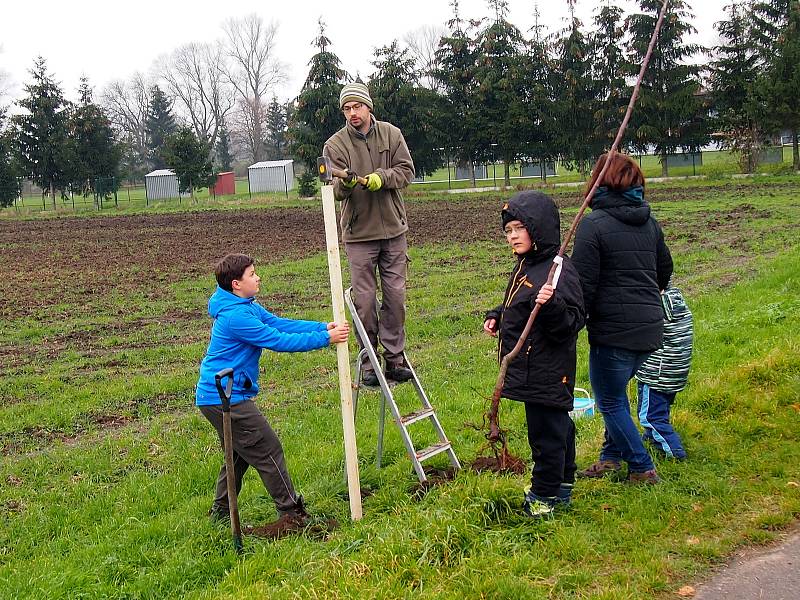 Nové stromky zasadili dobrovolníci podél staré obchodní cesty u Opolan.