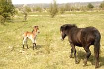 První hříbě divokých koní v milovické rezervaci v roce 2023 je na světě. Narodilo se ve čtvrtek 20. dubna a podle snímku je to od narození krasavec.