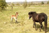 První hříbě divokých koní v milovické rezervaci v roce 2023 je na světě. Narodilo se ve čtvrtek 20. dubna a podle snímku je to od narození krasavec.