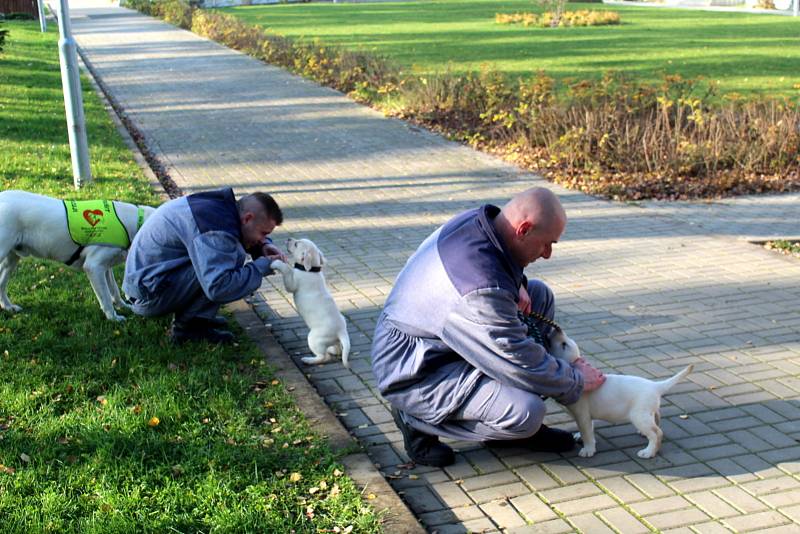 Dvojice labradorů Niko a Nairo po tři čtvrtě roce výchovy nastoupí kurz vodících psů. Odsouzení budou místo nich vychovávat malé fenky Cheron a Chutney.