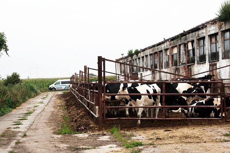 Býk způsobil zemědělci v kravíně v Sokolči