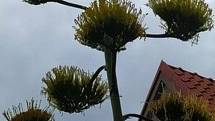 Pětimetrový kaktus v Rožďalovicích po půlstoletí rozkvetl.