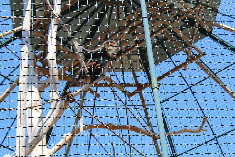 Chlebská zoo slaví 20 let. Představila i vzácné opičky langur veřejnosti