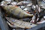 Rybáři lovili uhynulé ryby z potoka Výmola. Otrávily je znečišťující látky, které z požářiště tekly přímo do potoka.
