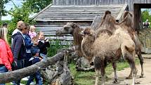 Návštěvníci aktuálně do chlebské Zoo nesmí. Snímky jsou z loňského křtu velbloudice.