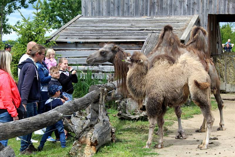 Návštěvníci aktuálně do chlebské Zoo nesmí. Snímky jsou z loňského křtu velbloudice.