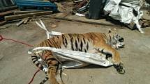 Celníci a inspektoři odhalili nelegální obchod s tygry