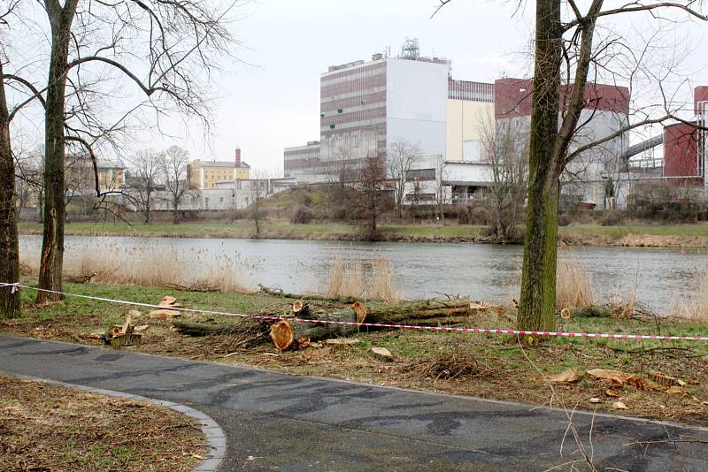 Situace u cyklostezky nedaleko Labe po třech dnech kácení.