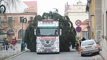 Převoz Vánočního stromu z Kostomlátek do Nymburka