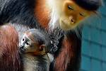 Opičky langur duk v chlebské Zoo.