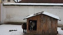 Chlebská zoo v zimě.