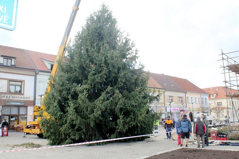 Vánoční strom dorazil ze Senic do Poděbrad na Jiřího náměstí.