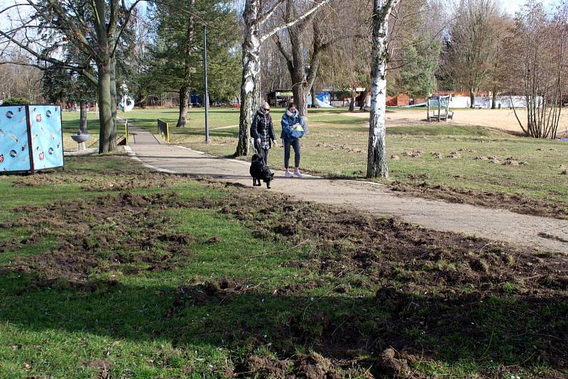 Divoká prasata rozryla vekou část zelených ploch na poděbradském Jezeře.