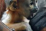 Opičky langur duk v chlebské Zoo.