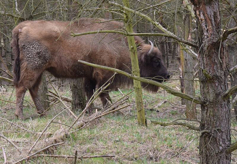 Do rezervace velkých kopytníků v bývalém vojenském prostoru Milovice ve čtvrtek dorazily dvě samice zubra evropského.