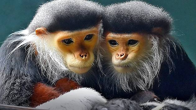 Opičky langur duk jsou jedním z lákadel chlebské zoo.