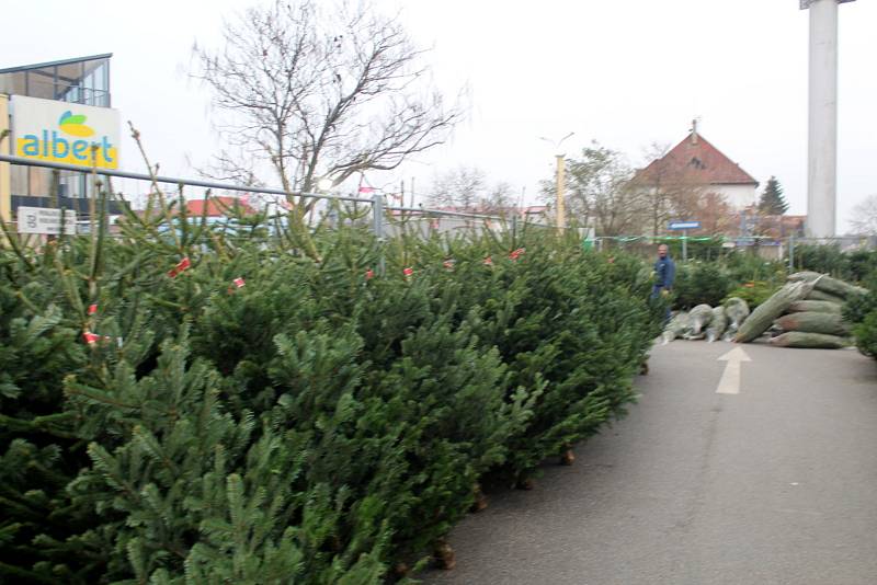 Před některými obchodními řetězci už byl spuštěn prodej vánočních stromků.