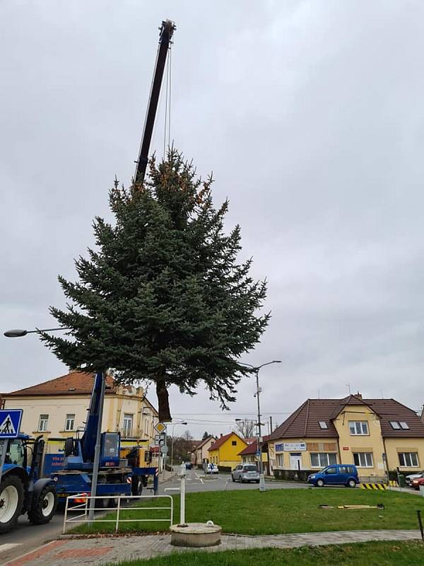 Před víkendem usadili druhý milovický vánoční strom u kostela.