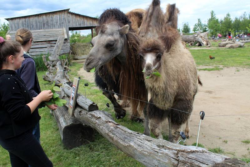 V sobotu odpoledne se v chlebské Zoo konal křest malé velbloudice.