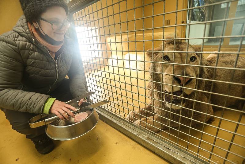 Zoo v Chlebech na Nymbursku ve středu 17. února 2021.