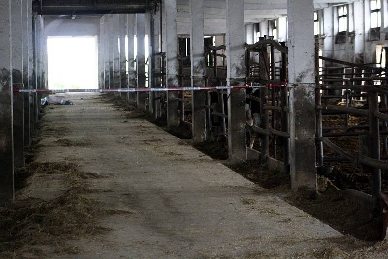 Býk způsobil zemědělci v kravíně v Sokolči