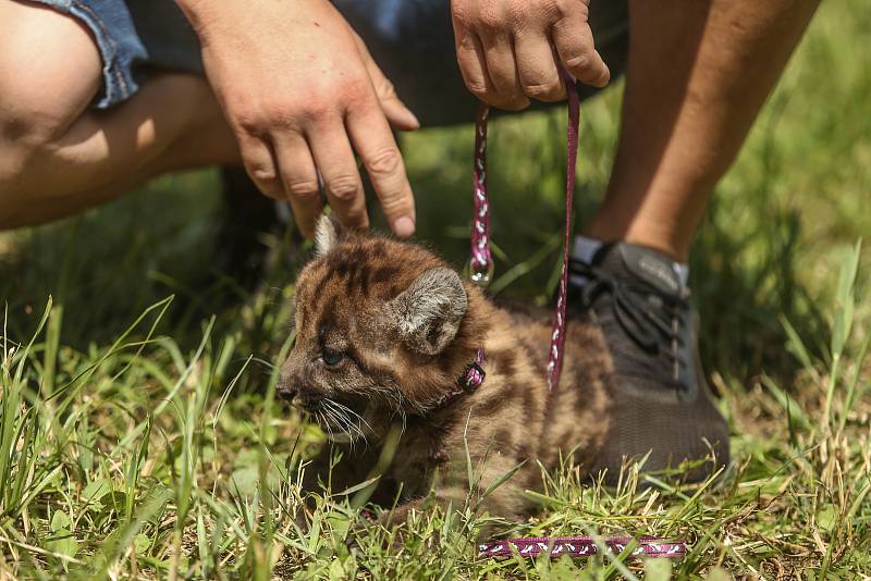 Křest mláděte pumy americké v základně cirkusu JO-JOO ve Zbožíčku na Nymbursku.