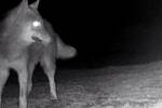 Záběry z fotopastí objevily vlka pohybujícího se u Milovic.