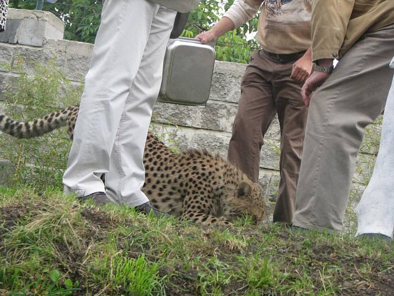 V chlebské zoo slavnostně otevřeli pavilon gepardů. Ten má i ložnici