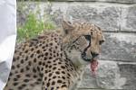 Spokojená gepardice Mzuri