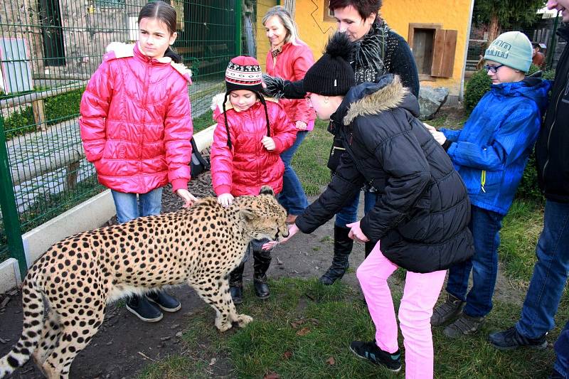 Vánoční mazlení s gepardicí Mzuri v Zoo Chleby