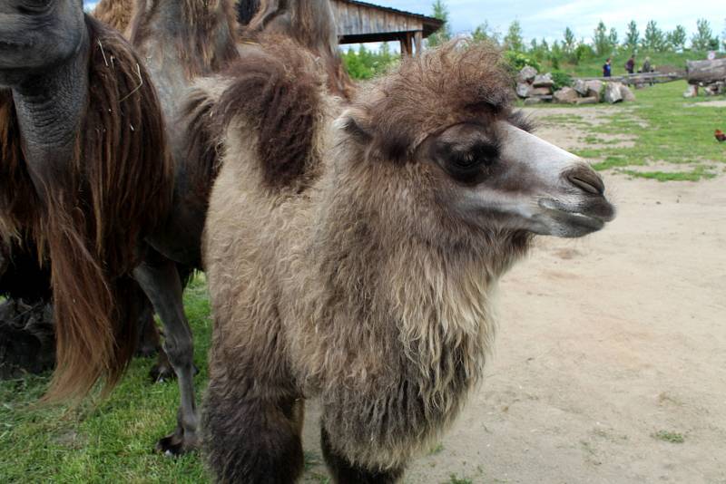 Návštěvníci aktuálně do chlebské Zoo nesmí. Snímky jsou z loňského křtu velbloudice.