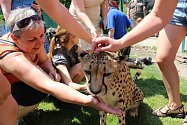 Osmiletá gepardice Mzuri byla jednou z hlavních atrakcí oslav 20 let od založení chlebské zoo.