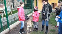 Vánoční mazlení s gepardicí Mzuri v Zoo Chleby