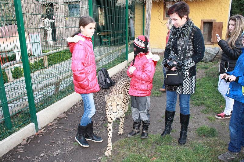 Vánoční mazlení s gepardicí Mzuri v Zoo Chleby