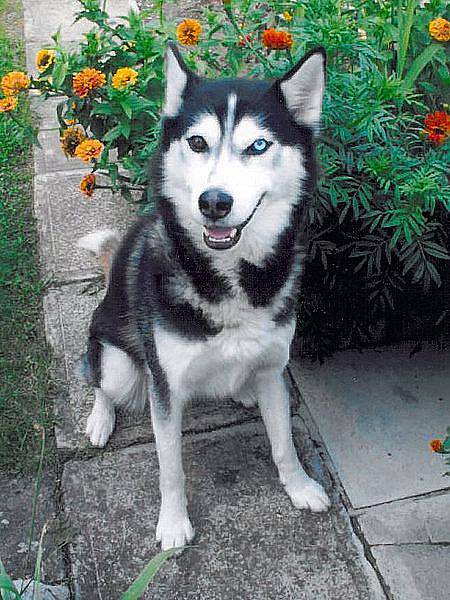 Dixi, 9 let, přítulný a hodný, má rád děti, ale je to takový nezbeda. Oldřich Šlanc, Nymburk