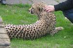 V chlebské zoo slavnostně otevřeli pavilon gepardů. Ten má i ložnici