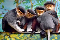 Opičky langur duk v chlebské Zoo.