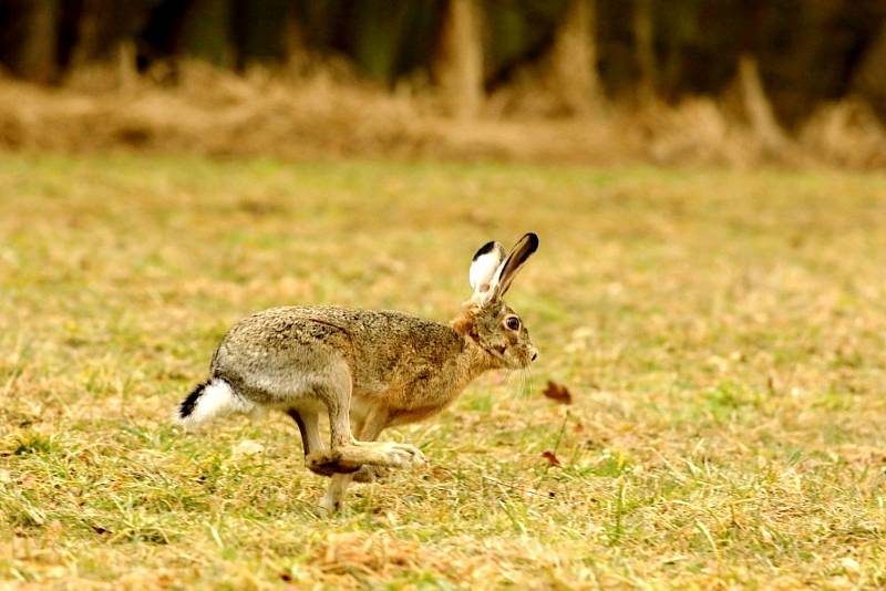 Na Huslíku tento týden vypouštěli hned čtyři vyléčená zvířata. Byli to volavka popelavá, kalous ušatý, zajíc polní a káně lesní.