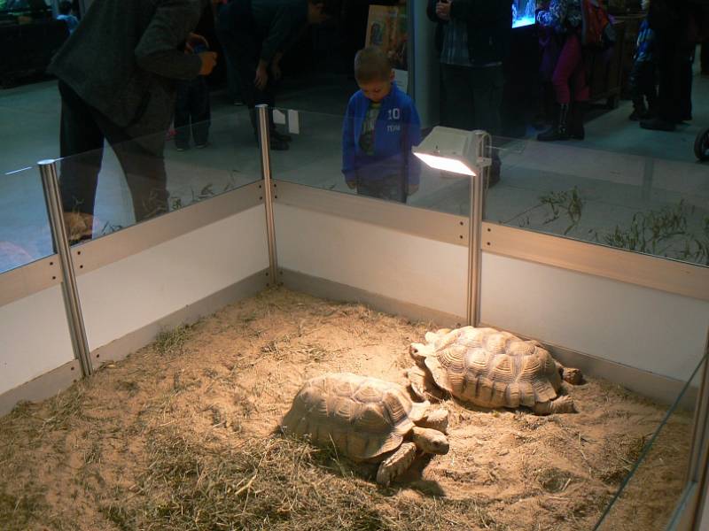 Z jednoho z předchozích ročníků výstavy Exotika na lyském výstavišti.