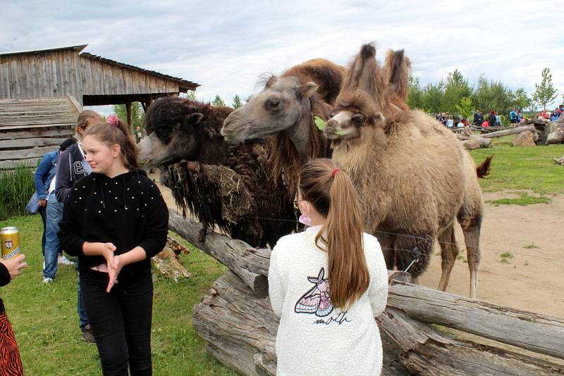 V sobotu odpoledne se v chlebské Zoo konal křest malé velbloudice.