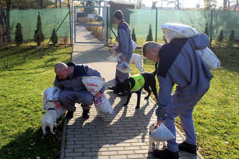 Dvojice labradorů Niko a Nairo po tři čtvrtě roce výchovy nastoupí kurz vodících psů. Odsouzení budou místo nich vychovávat malé fenky Cheron a Chutney.