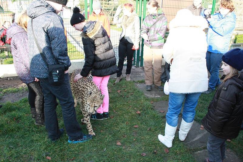 Vánoční mazlení s gepardicí Mzuri v Zoo Chleby