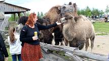 Návštěvníci aktuálně do chlebské Zoo nesmí. Snímky jsou z loňského křtu velbloudice.