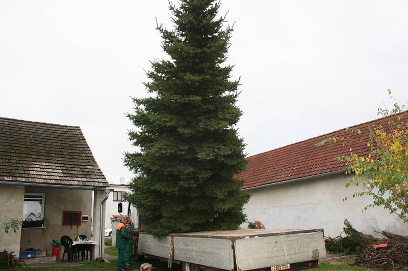 Cesta vánočního stromu v Kostelní Lhotě.