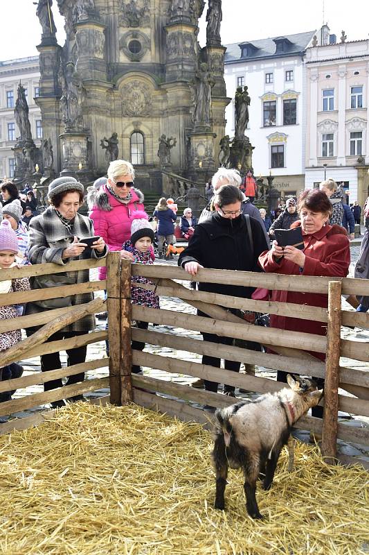 Masopustní veselí v Olomouci, 15. 2. 2020