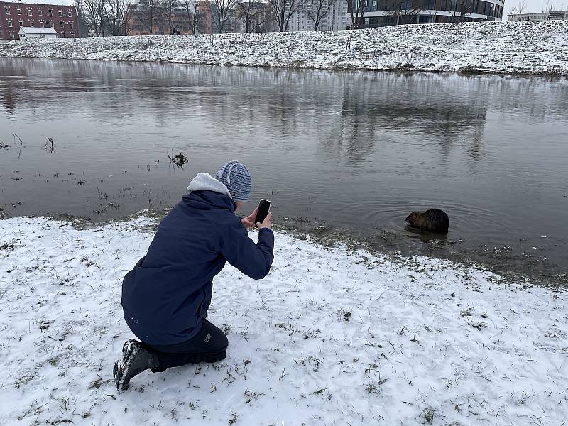 Nutrie říční. Řeka Morava v Olomouci u vysokoškolských kolejí, 9. února 2021