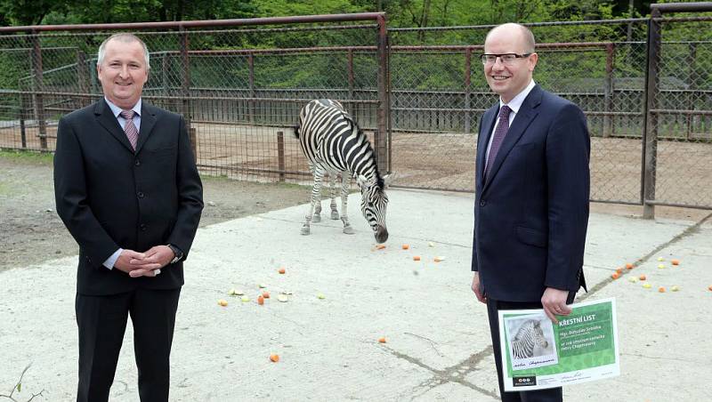 Premiér Bohuslav Sobotka v olomoucké zoo pokřtil mládě zebry