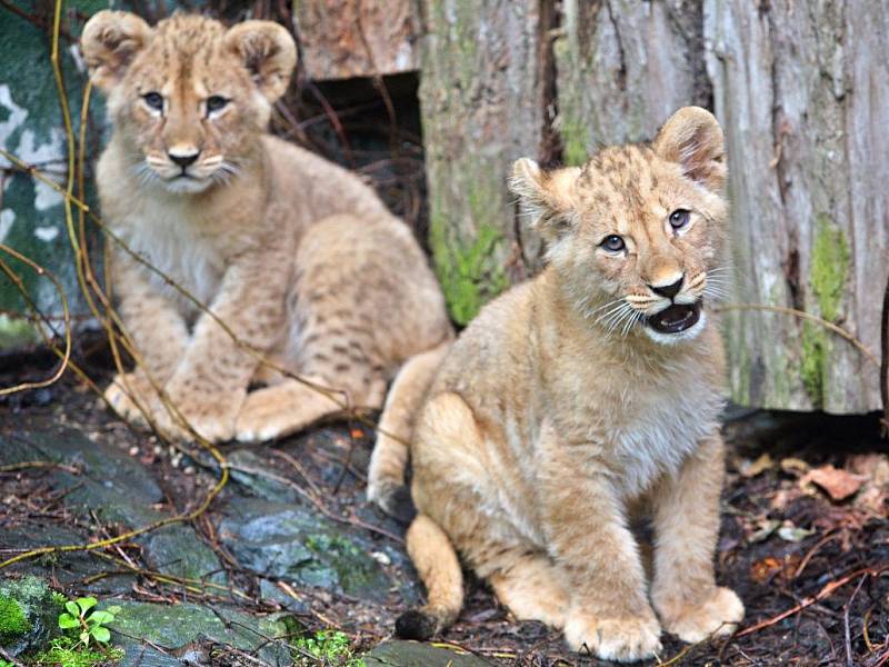 Basty a Terry, mláďata lva berberského v olomoucké zoo