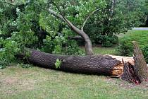 V Čechových sadech v Olomouci se zřítil mohutný strom