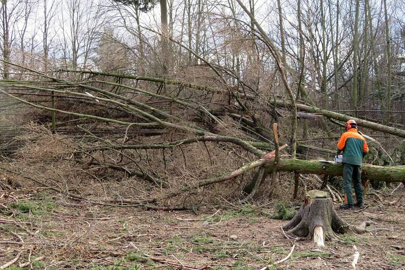 Odstraňování následků vichřice z 11. 3. 2019 v olomoucké zoo